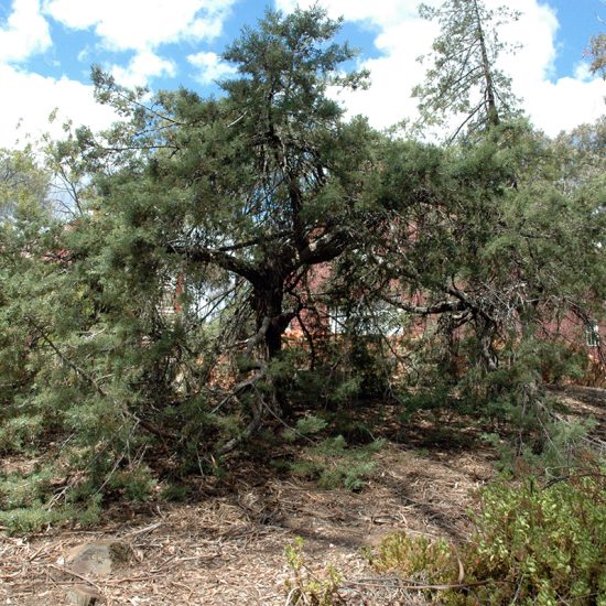2007 bonsaid pine between studios
